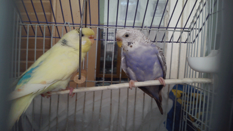 Οι παπαγαλίνες προτιμούν για συντρόφους τους… έξυπνους αρσενικούς