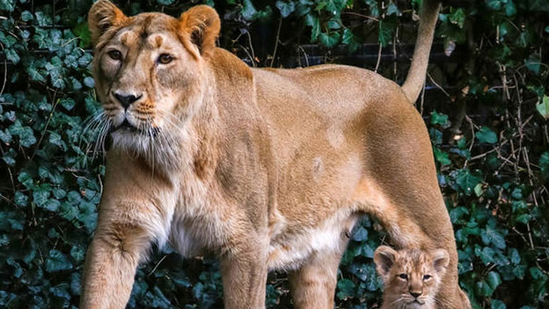 Άγρια ζώα που εξαφανίστηκαν από τον πλανήτη το 2018