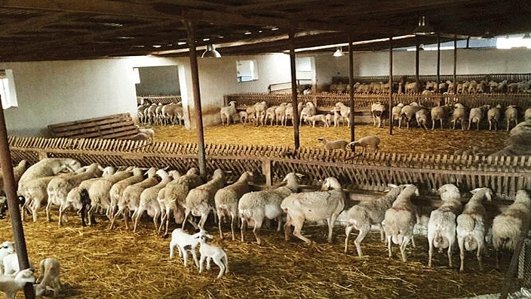 Μυτιλήνη: Kρούσμα καταρροϊκού πυρετού  σε κτηνοτροφική μονάδα