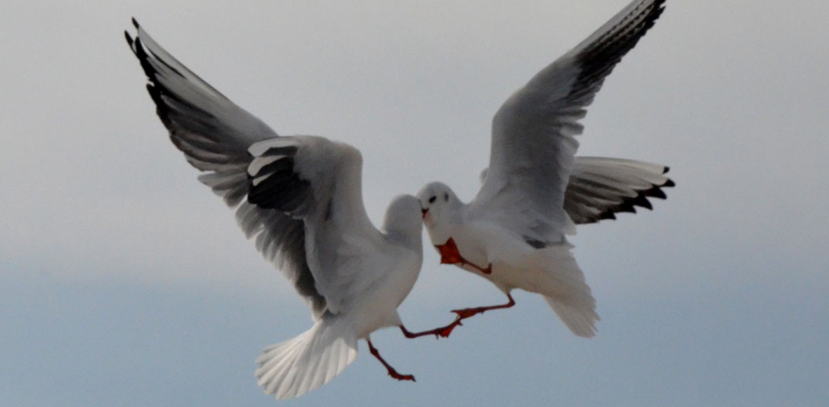 O τσακωμός των γλάρων