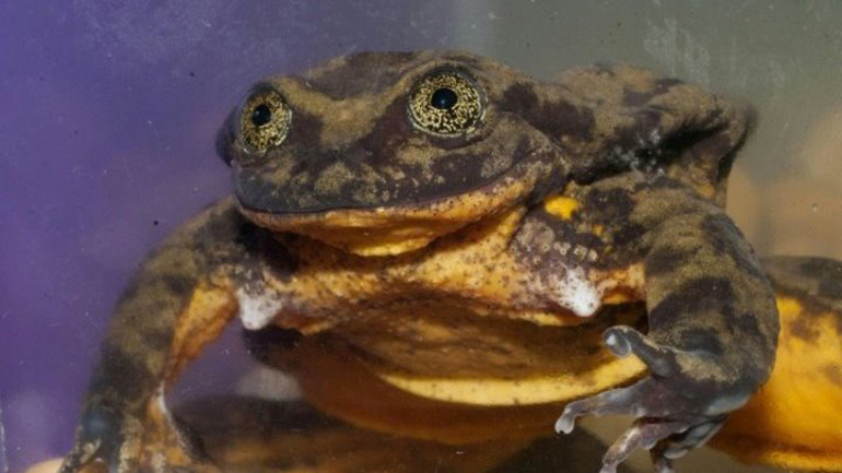 Ο Ρωμαίος βρήκε την Ιουλιέτα του