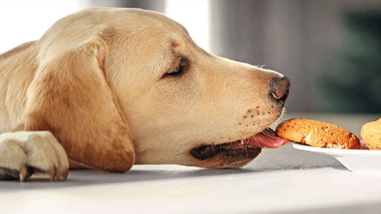 Πώς θα καταλάβεις ότι ο σκύλος σου πεινάει;