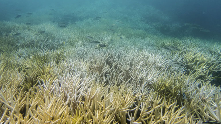 Το 2018 υπήρξε το θερμότερο έτος για τους ωκεανούς της Γης Το 2018 υπήρξε το θερμότερο έτος για τους ωκεανούς της Γης