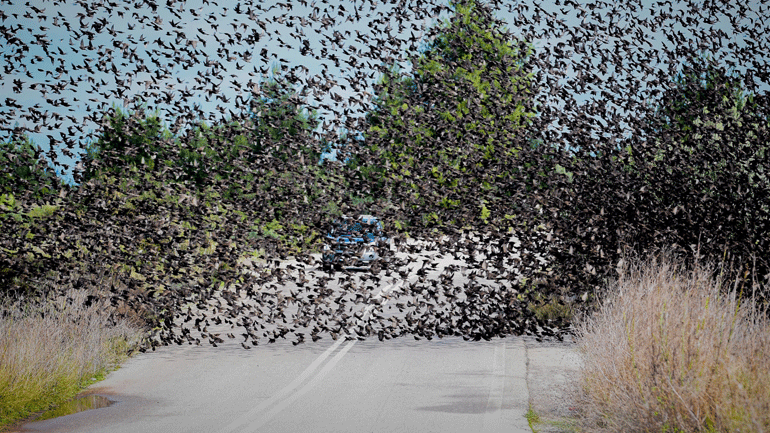 Σμήνη από αγριοπούλια γέμισαν δρόμο στην Αταλάντη