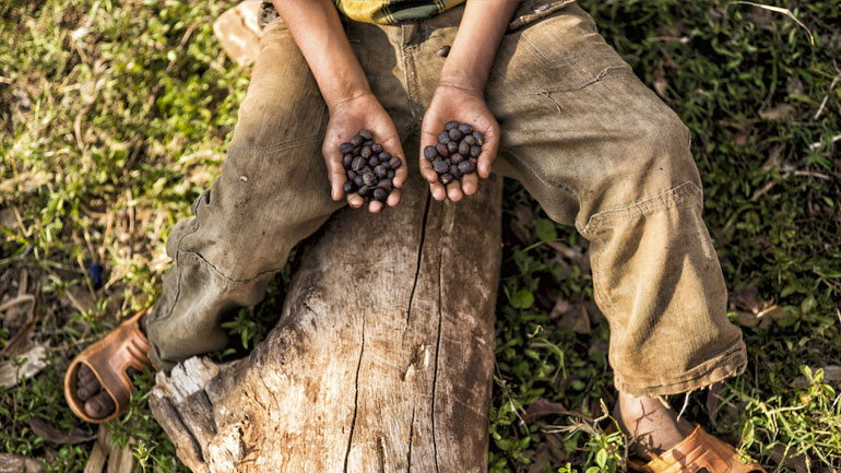 Το 60% των ειδών του καφέ στη φύση κινδυνεύουν με εξαφάνιση