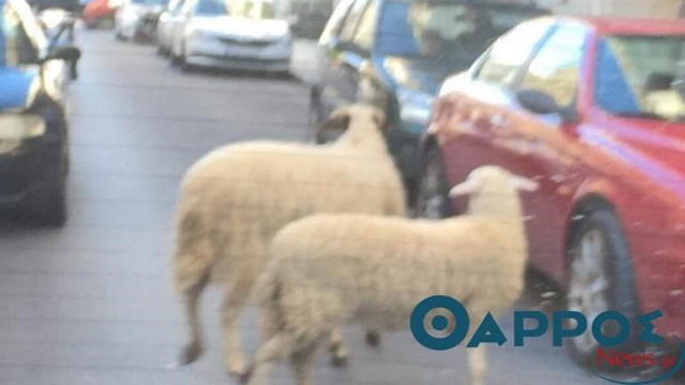 Πρόβατα κάνουν βόλτα στο κέντρο της Καλαμάτας