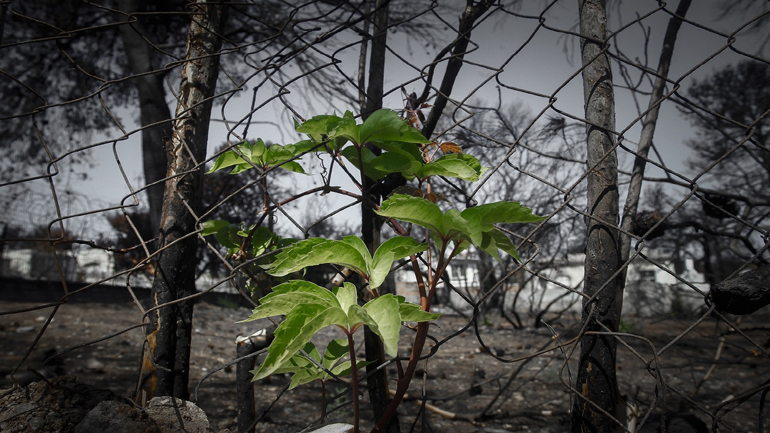 Πάνω από 7 εκατ. ευρώ οι δωρεές εφοπλιστών για τους πυρόπληκτους