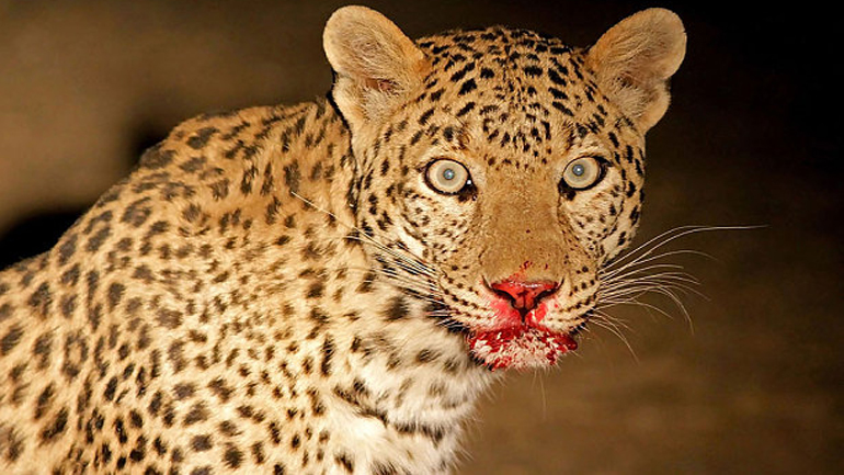 Ινδία: Λεοπάρδαλη κατασπάραξε τρίχρονο κοριτσάκι