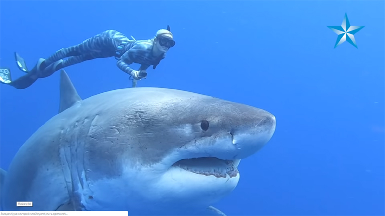 Χαβάη: Δύτες κολύμπησαν πλάι σε έναν γιγαντιαίο μεγάλο λευκό καρχαρία