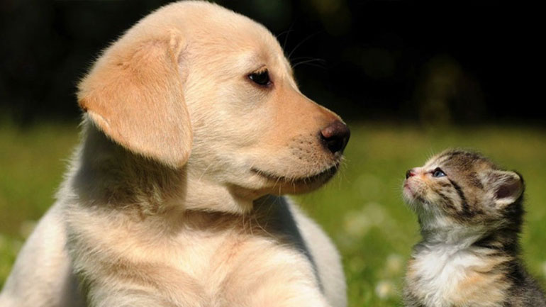 Λιγότερες αλλεργίες στα παιδιά που έχουν κατοικίδια ζώα!