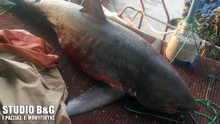 Λιμεναρχείο Ναυπλίου: Έρευνα για τον καρχαρία που αλιεύθηκε στη Νέα Κίο – Είναι είδος υπό προστασία