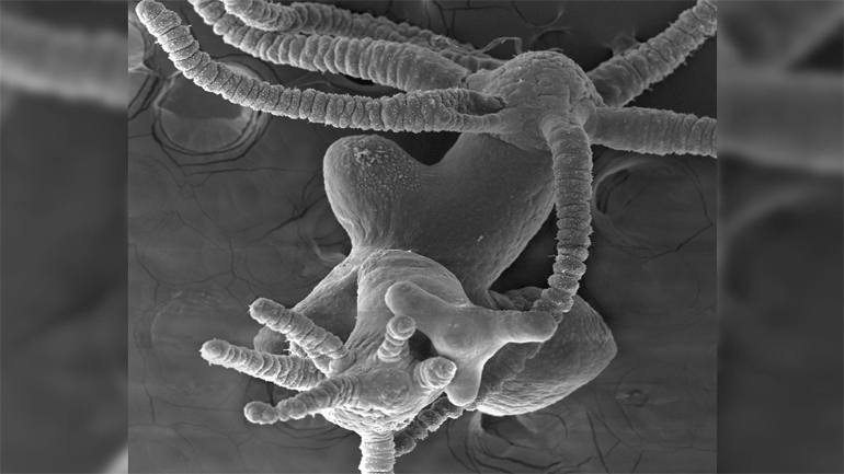 Δημιούργησαν «Λερναία Ύδρα» σε εργαστήριο