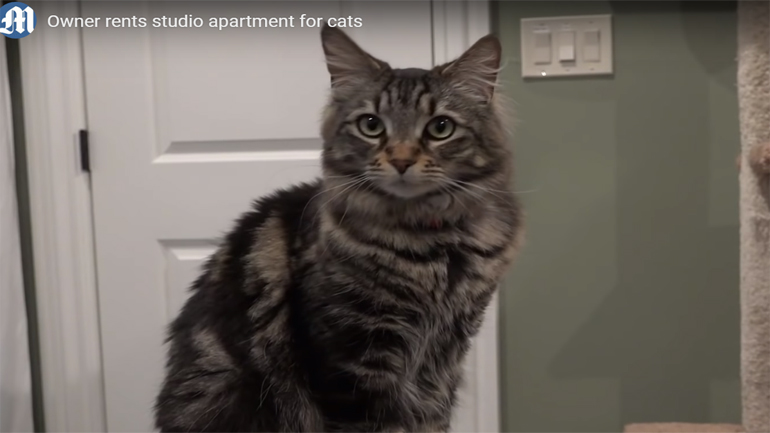 Καλιφόρνια: Νοίκιασε για τις δύο γάτες της διαμέρισμα των 1500 δολαρίων Καλιφόρνια: Νοίκιασε για τις δύο γάτες της διαμέρισμα των 1500 δολαρίων