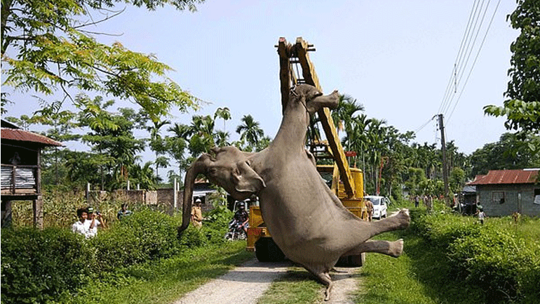 Ινδία: Δυο νεκροί ελέφαντες σε κατοικημένη περιοχή από ηλεκτροπληξία