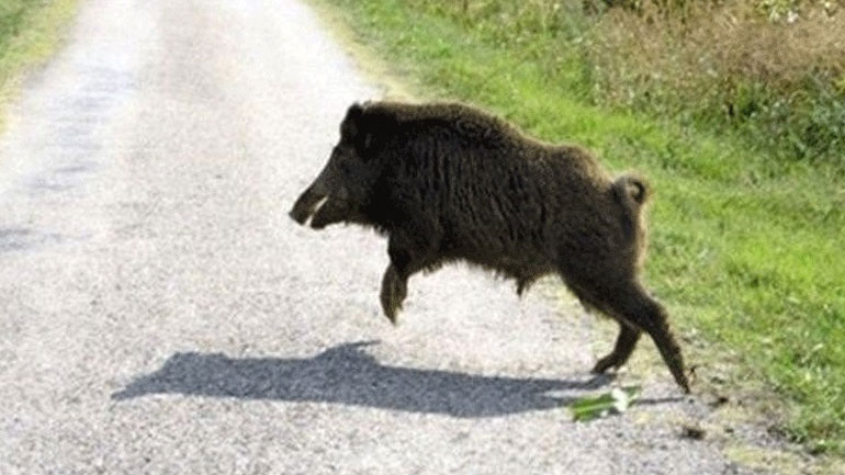 Βοιωτία:  Τροχαίο με αγριογούρουνο σε επαρχιακό δρόμο