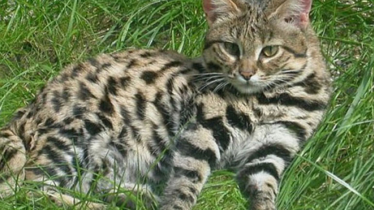 Πώς θα προλάβετε μία επίθεση από γάτα;