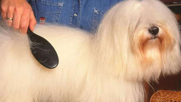 Τι λέει για τον σκύλο σου το τρίχωμά του