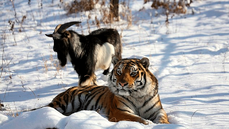 Ρωσία: Ο διάσημος τίγρης Αμούρ μετακομίζει, αφήνοντας πίσω του τον τράγο Τιμούρ