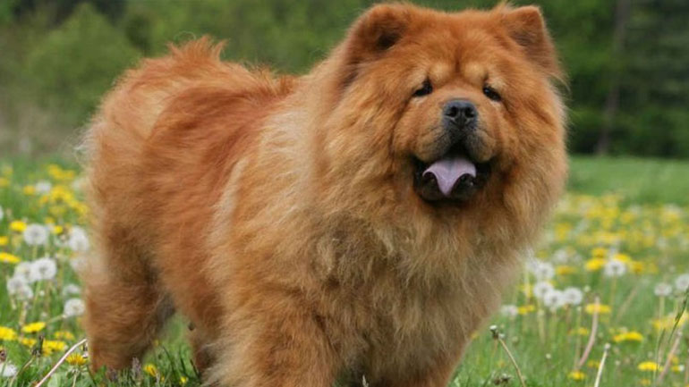 Τα ηλικιωμένα σκυλιά είναι εκπληκτικά έξυπνα