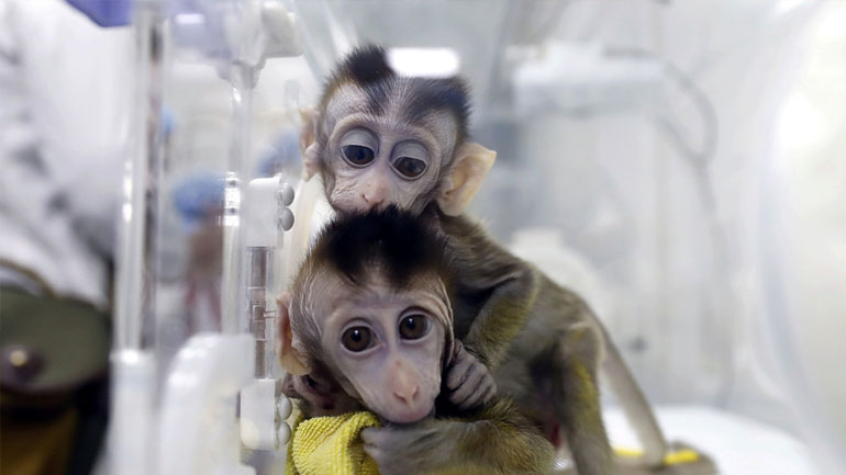 Κλωνοποίησαν για πρώτη φορά μαϊμούδες για βιοϊατρική έρευνα πάνω στις νευροψυχικές διαταραχές