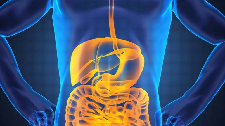 Μικροί μεταβολίτες έχουν μεγάλες επιπτώσεις στην εντερική ανοσοαπόκριση