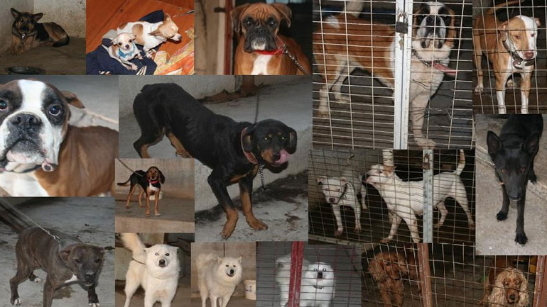 Eγκλωβισμένα στο λιμάνι της Πάτρας 30 σκυλάκια και 11 γάτες