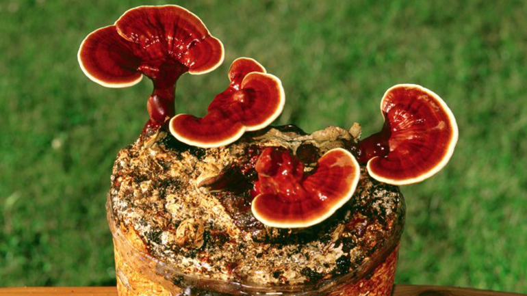 Καρδίτσα: Καλλιέργεια φαρμακευτικών μανιταριών από το ΤΕΙ Θεσσαλίας