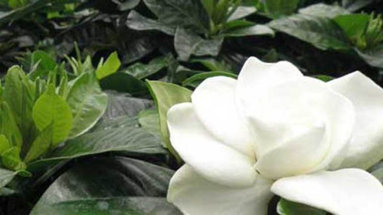 Στην Ελλάδα η δεύτερη μεγαλύτερη παραγωγή γαρδένιας στην Ευρώπη