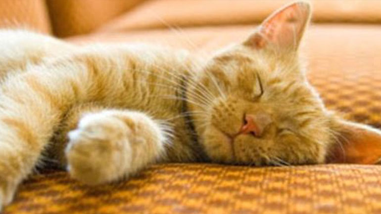 Πώς θα φροντίσετε μια ηλικιωμένη γάτα