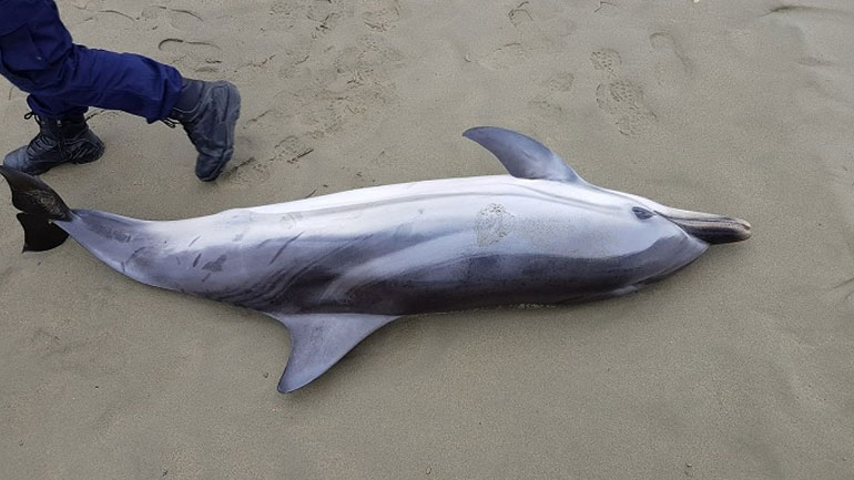 Δελφίνι εντοπίστηκε νεκρό σε παραλία της Άνδρου