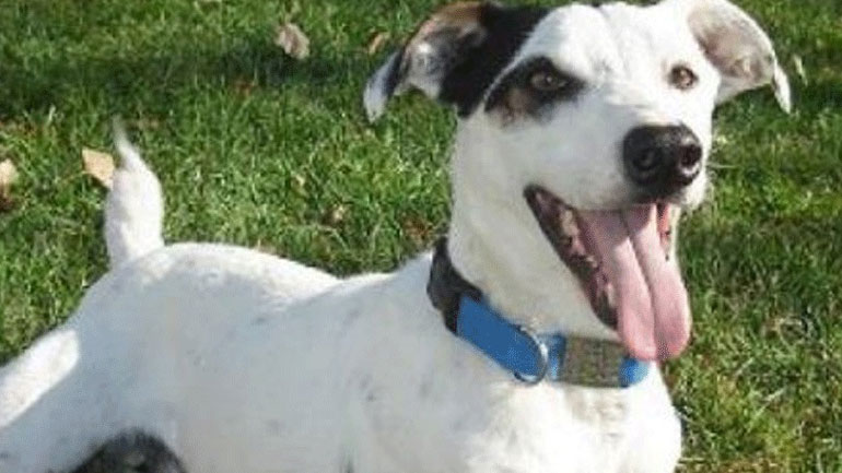 Τα 4 επικίνδυνα λάθη που κάνουμε με το σκυλάκι μας