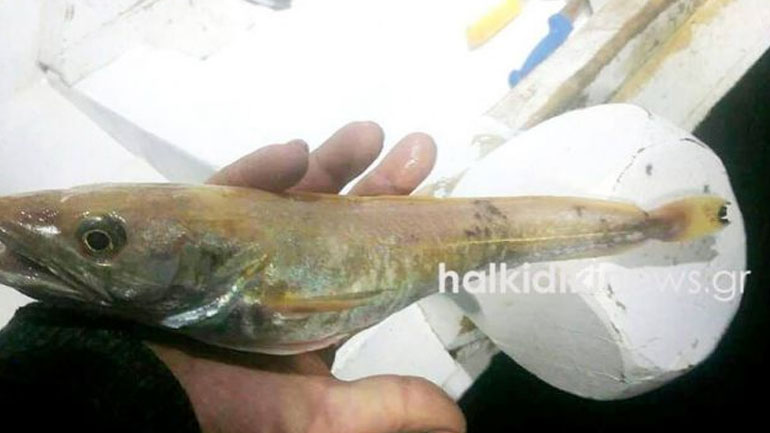 Ψαράς στη Χαλκιδική έπιασε σπάνιο «χρυσό» μπακαλιάρο
