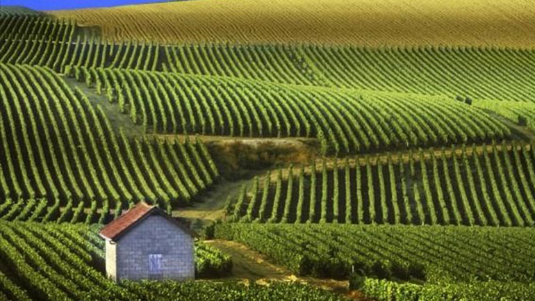Η Βουργουνδία συντηρεί και αποκαθιστά την αμπελουργική της κληρονομιά