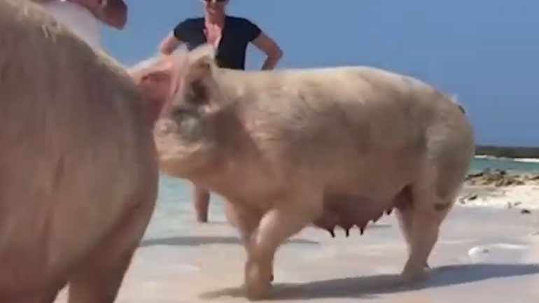 Κολυμπώντας σε γαλαζοπράσινα νερά παρέα με χαρούμενα γουρούνια