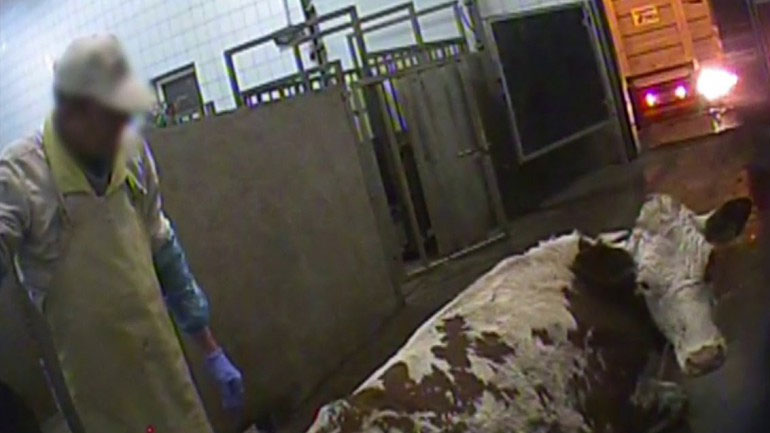 Πολωνία: Οι αρχές διέταξαν τη διεξαγωγή ελέγχων στα σφαγεία μετά τις τηλεοπτικές εικόνες με τις άρρωστες αγελάδες
