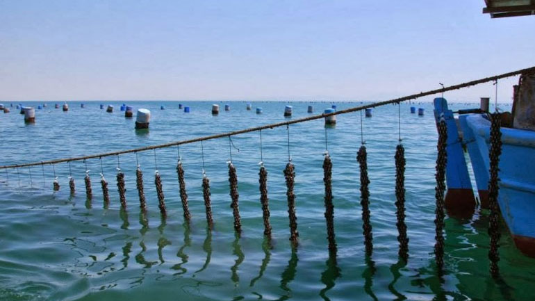 Περιφέρεια: Δεν ελέγχονται επαρκώς τα μύδια στον Θερμαϊκό