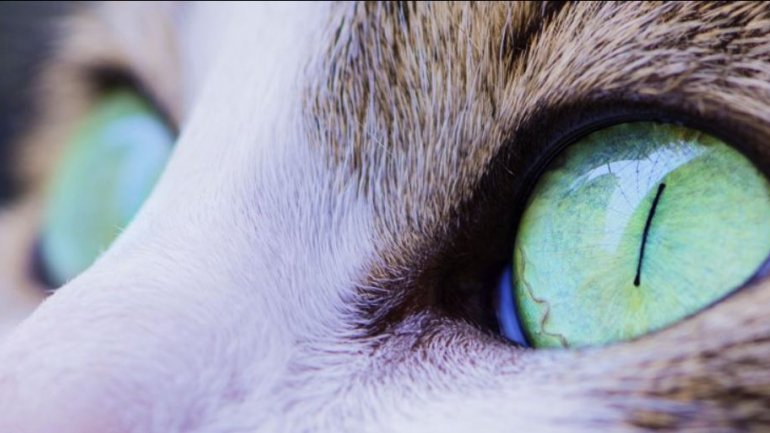 Μελέτη συνδέει παράσιτο της γάτας με τη σχιζοφρένεια