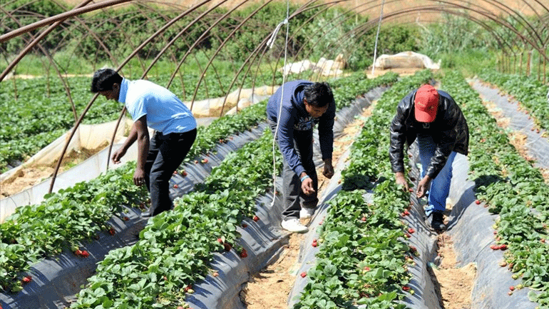 «Manolada Watch»: Παρατηρητήριο για τους μετανάστες στη Μανωλάδα