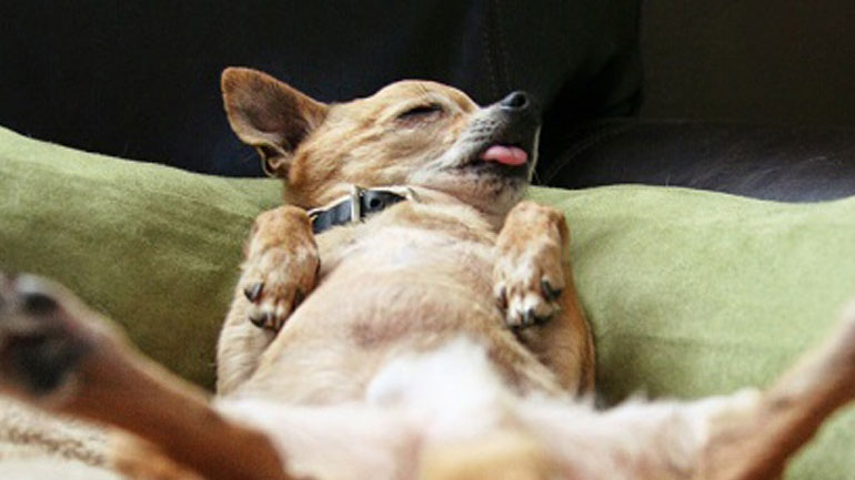 Για ποιους λόγους ο σκύλος σας ξύνει το κρεβατάκι του