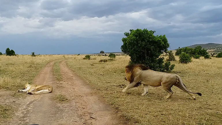 Λιοντάρι την πέφτει σε λέαινα που κοιμάται