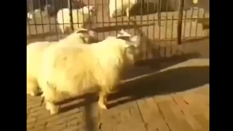 Πρόβατο μάστερ του Κουνγκ Φου