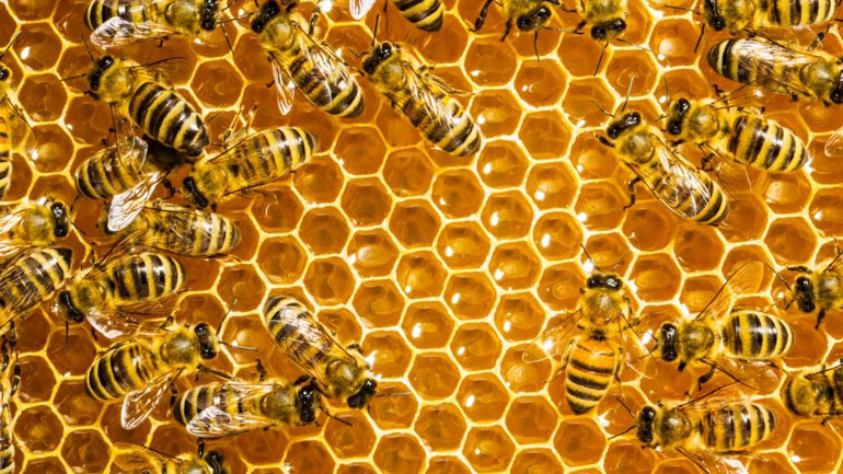 «Σώστε τις μέλισσες!», το κίνημα που μαζεύει υπογραφές για την προστασία τους στη Γερμανία