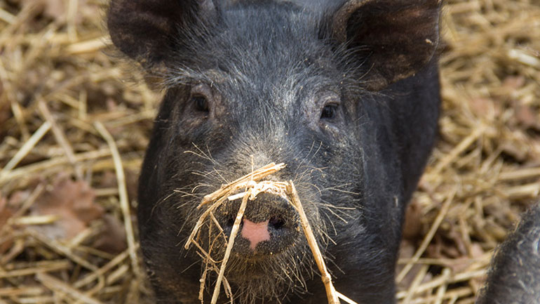 Η δικτύωση του τομέα παραγωγής με τον κλάδο της εστίασης επιχειρείται από επαγγελματίες του κρέατος