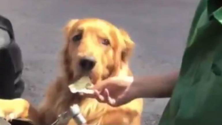 Σκύλος που… ψωνίζει και πληρώνει στο σούπερ μάρκετ