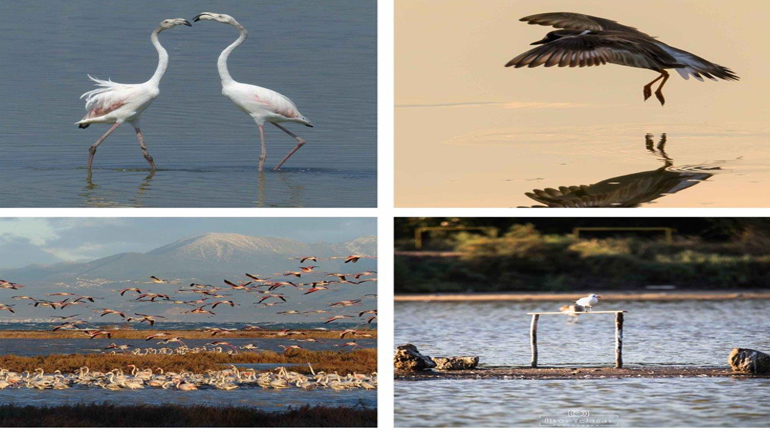 Έκθεση Φωτογραφίας και εκπαιδευτικό πρόγραμμα για τον Υδροβιότοπο της Αλυκής