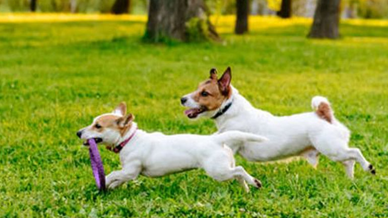 Ποια η σημασία του παιχνιδιού για το κουτάβι μου;