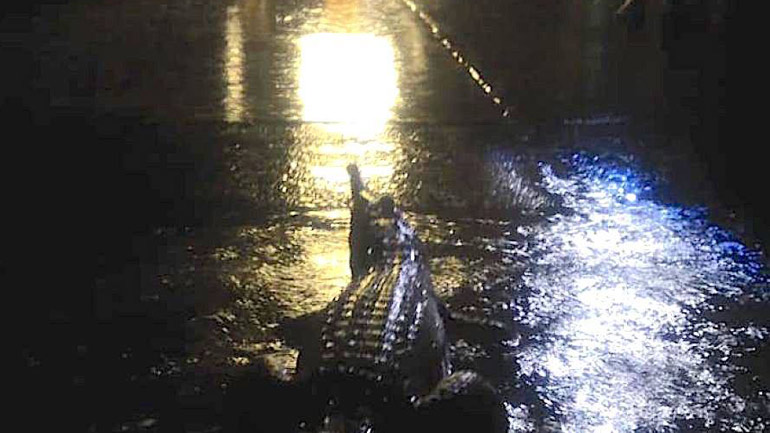 Αυστραλία: Από τις εκτεταμένες πλημμύρες βρέθηκαν κροκόδειλοι σε κατοικημένες περιοχές!