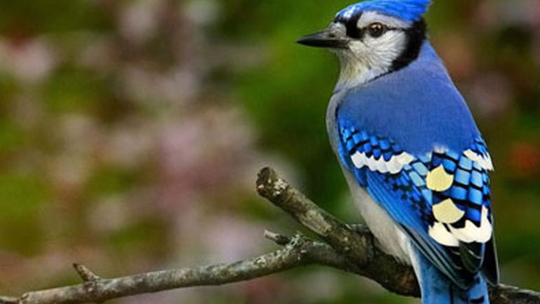 Γιατί δεν υπάρχουν πολλά ζώα με μπλε χρώμα