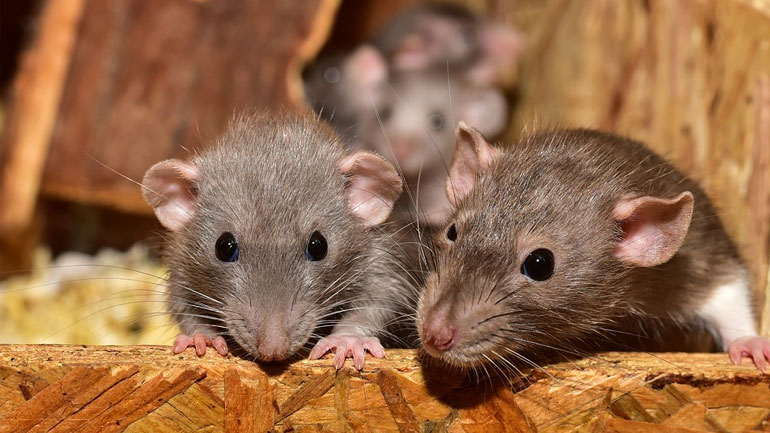 Ιαπωνία: Ένα βήμα πιο κοντά στη δημιουργία ανθρώπινων νεφρών για μεταμόσχευση