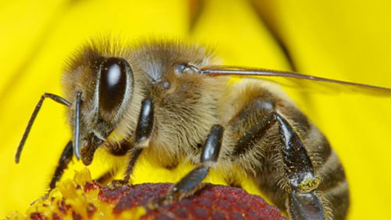 Έρευνα: Οι μέλισσες ξέρουν να κάνουν πρόσθεση και αφαίρεση